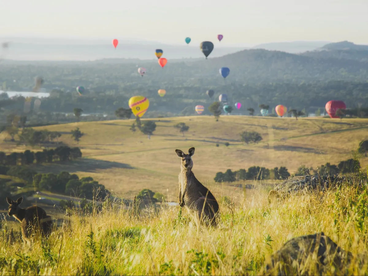 Kangaroos grazing with hot air balloons over Canberra in the background