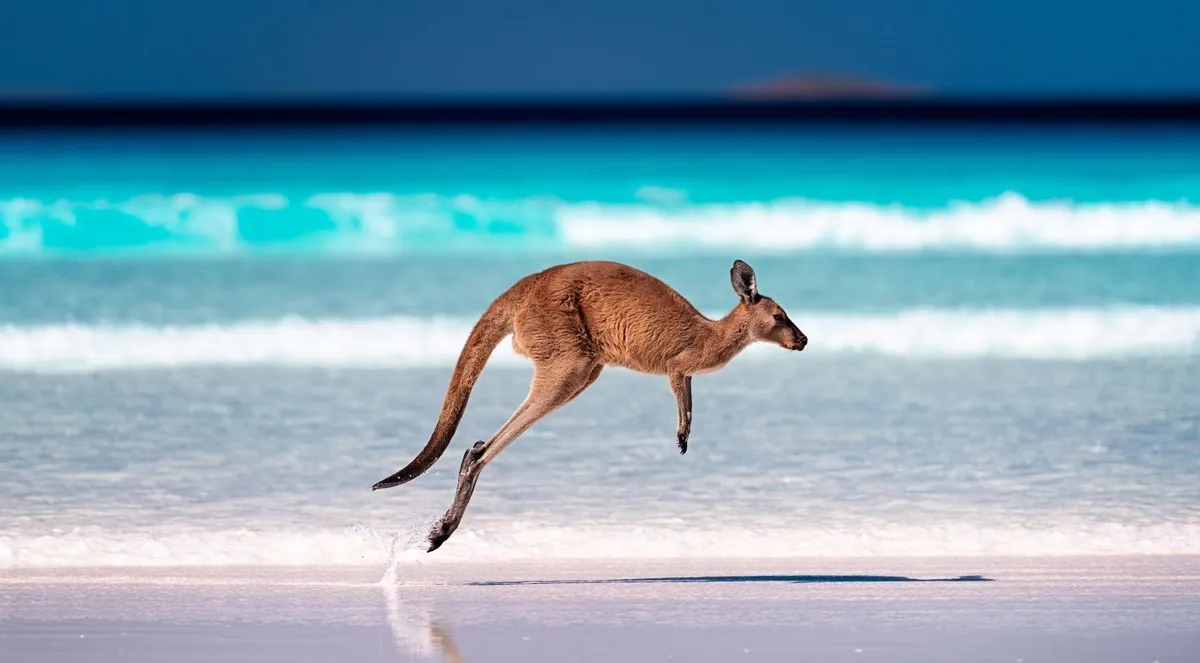 A kangaroo mid-hop on the white sand of Lucky Bay
